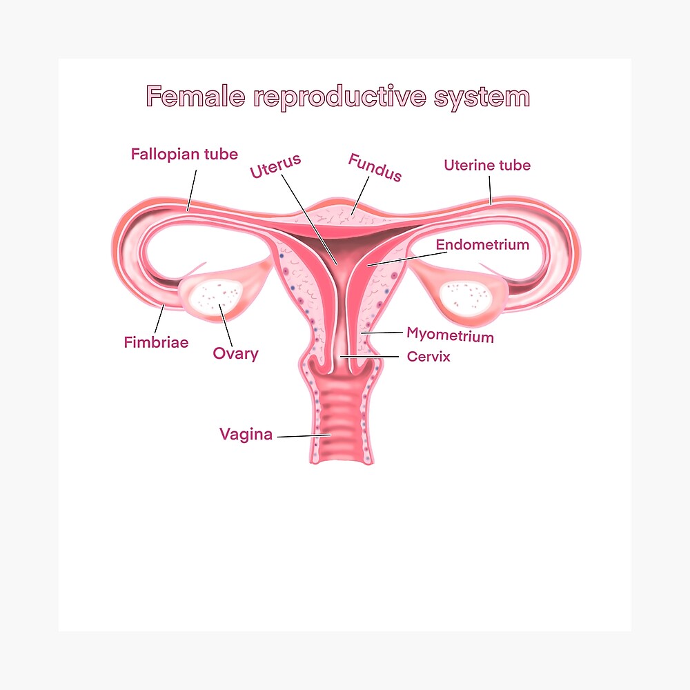 female reproductive system Poster