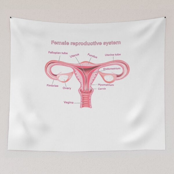 Item preview, female reproductive system designed and sold by Anastasiiass.