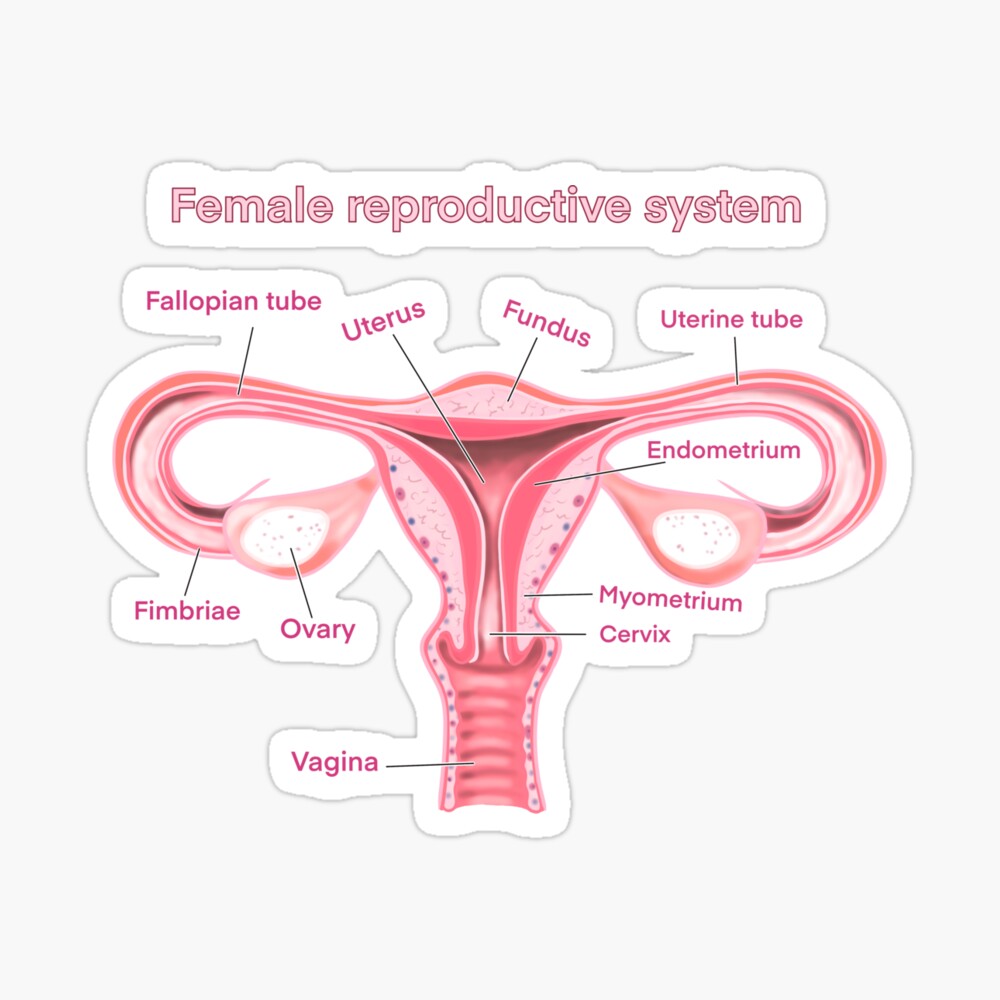 female reproductive system Poster
