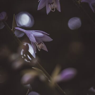Artwork thumbnail, Moody Hosta's  by haileysphotos763