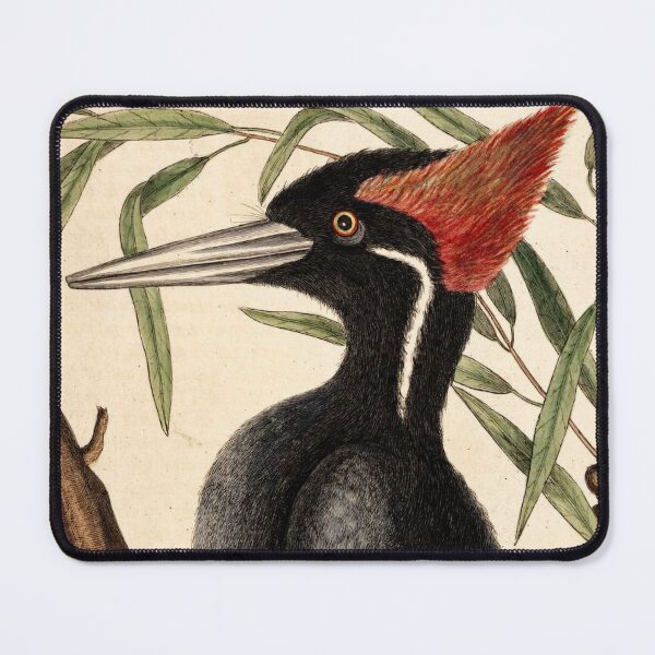 Item preview, Catesby's Woodpecker designed and sold by Lloyd Library & Museum.