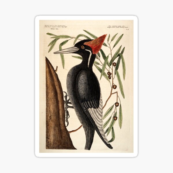 Catesby's Woodpecker Sticker