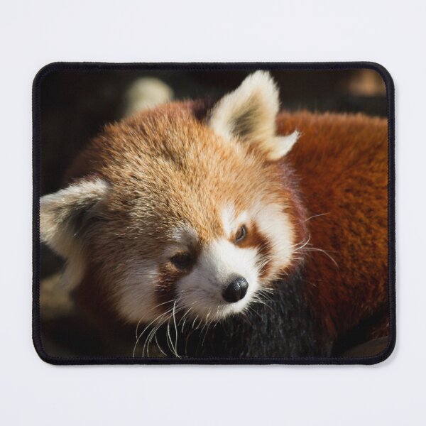 Item preview, Ailurus Fulgens designed and sold by Delphine Comte.