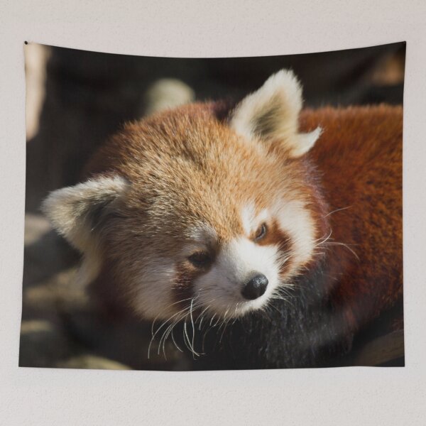 Item preview, Ailurus Fulgens designed and sold by Delphine Comte.