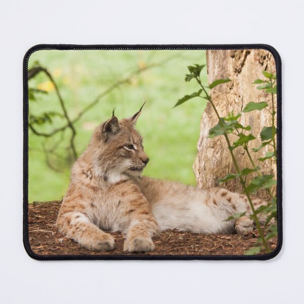 Artikelvorschau, Luchs Luchs entworfen und verkauft von Delphine Comte.