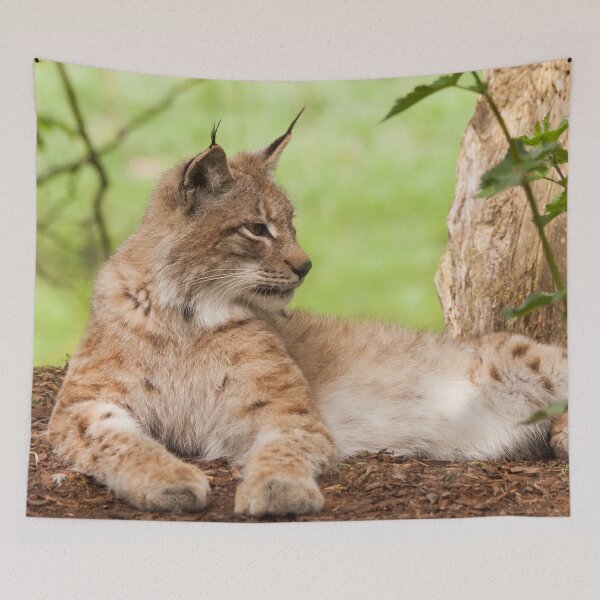 Artikelvorschau, Luchs Luchs entworfen und verkauft von Delphine Comte.