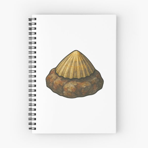 Item preview, Limpet Shell Sticker – Realistic Marine Mollusk Design designed and sold by Vendeloc.