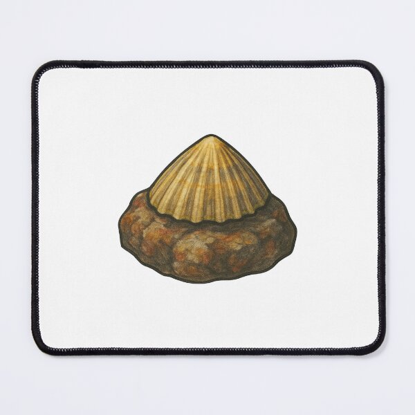 Item preview, Limpet Shell Sticker – Realistic Marine Mollusk Design designed and sold by Vendeloc.