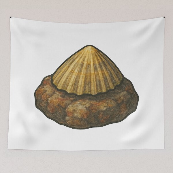 Item preview, Limpet Shell Sticker – Realistic Marine Mollusk Design designed and sold by Vendeloc.