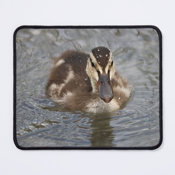 Item preview, Mallard Duckling designed and sold by OhSnapPhoto.
