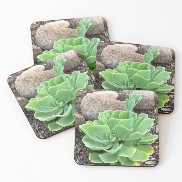Item preview, Echeveria Conchita designed and sold by RDLT.