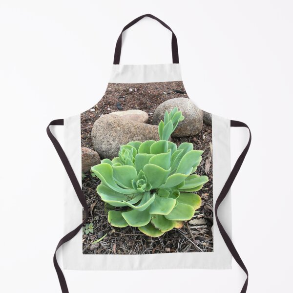 Item preview, Echeveria Conchita designed and sold by RDLT.