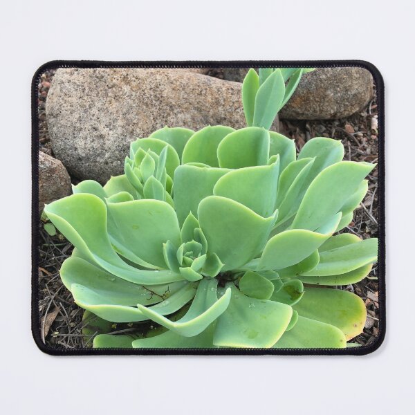 Item preview, Echeveria Conchita designed and sold by RDLT.