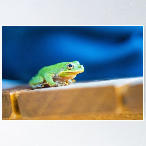 Treefrog Frog Nature Posters for Sale