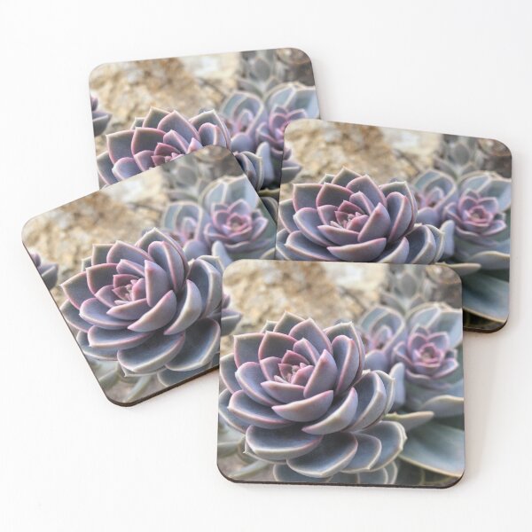 Item preview, Pink-grey echeveria designed and sold by RDLT.