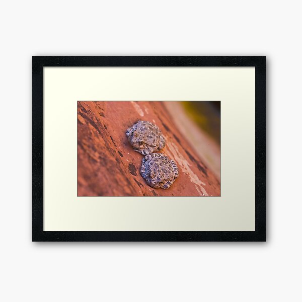 Hey Are You Feeling Froggy? Framed Art Print