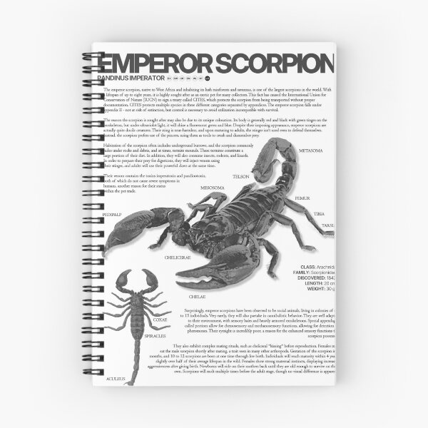 Item preview, Emperor Scorpion Scientific Poster designed and sold by LiftoffDesigns.