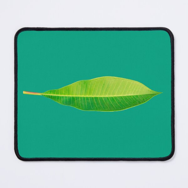 Item preview, Green fresh leaf of of Plumeria, also known as Chinese plumeria. designed and sold by MiMee4451.