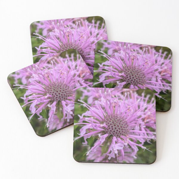 Item preview, Firework Bloom: Bee Balm in Summer designed and sold by GlimpseOfNature.