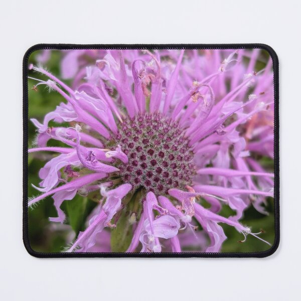 Item preview, Firework Bloom: Bee Balm in Summer designed and sold by GlimpseOfNature.