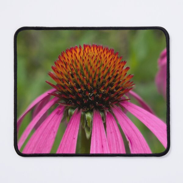 Item preview, Purple Coneflower in Bloom designed and sold by GlimpseOfNature.