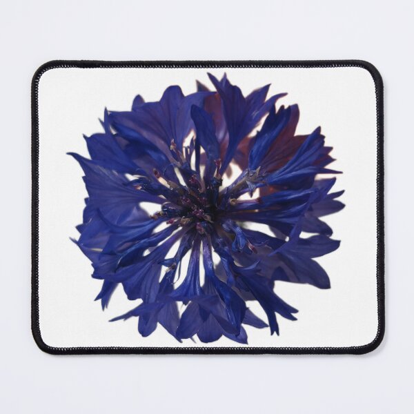 Item preview, Bachelor Button designed and sold by LoveGraceValor.