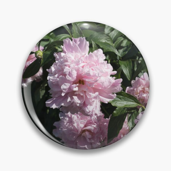 Item preview, A Splendid Bunch of Baby Pink Peonies designed and sold by Georgia Mizuleva.
