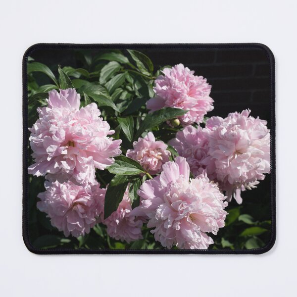 Item preview, A Splendid Bunch of Baby Pink Peonies designed and sold by Georgia Mizuleva.