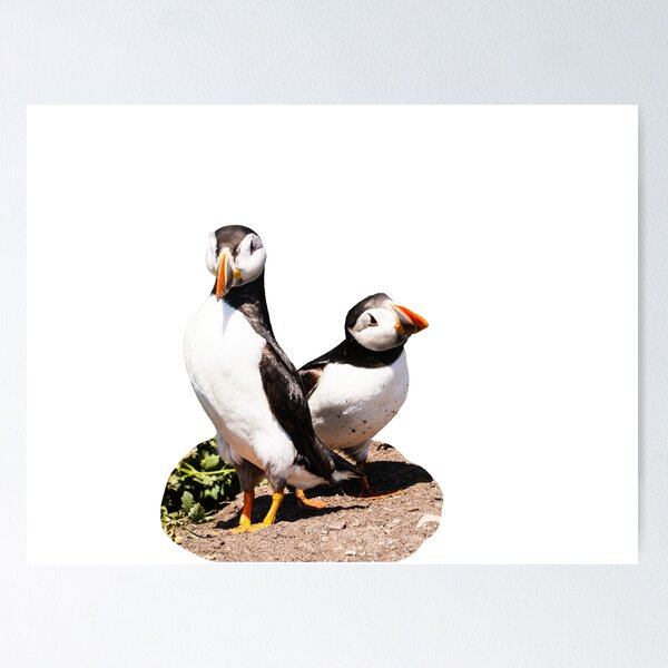 Item preview, Cute Puffin pair photo Farne Islands designed and sold by Artisanjan.
