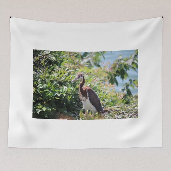 Item preview, Juvenile Tri-colored Heron designed and sold by Cynthia48.