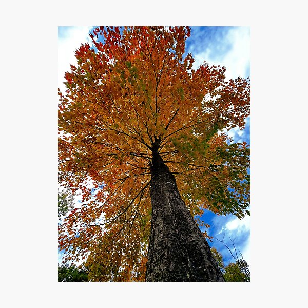 Item preview, Tree in the fall designed and sold by IMAGE IMPRINT STUDIO.