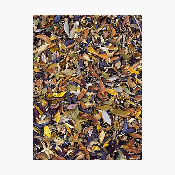 Item preview, Autumn Foliage designed and sold by zibziby.