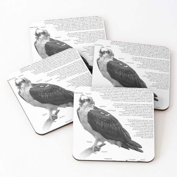 Item preview, American Osprey Scientific Poster designed and sold by LiftoffDesigns.
