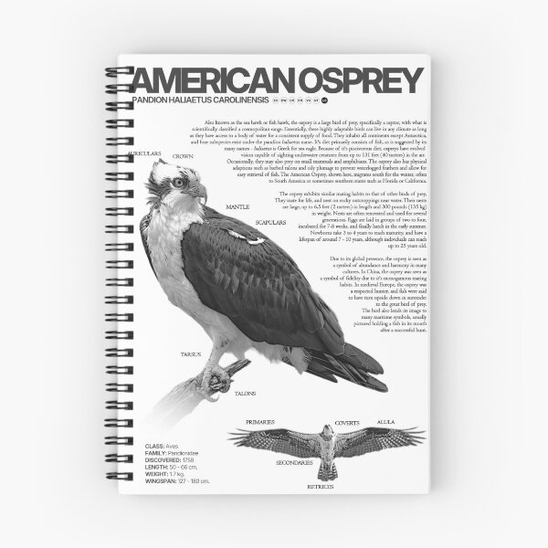 Item preview, American Osprey Scientific Poster designed and sold by LiftoffDesigns.