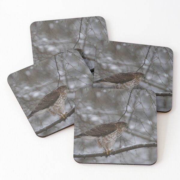 Item preview, Cooper's Hawk designed and sold by wendy4496.