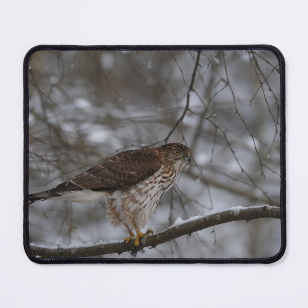 Item preview, Cooper's Hawk designed and sold by wendy4496.