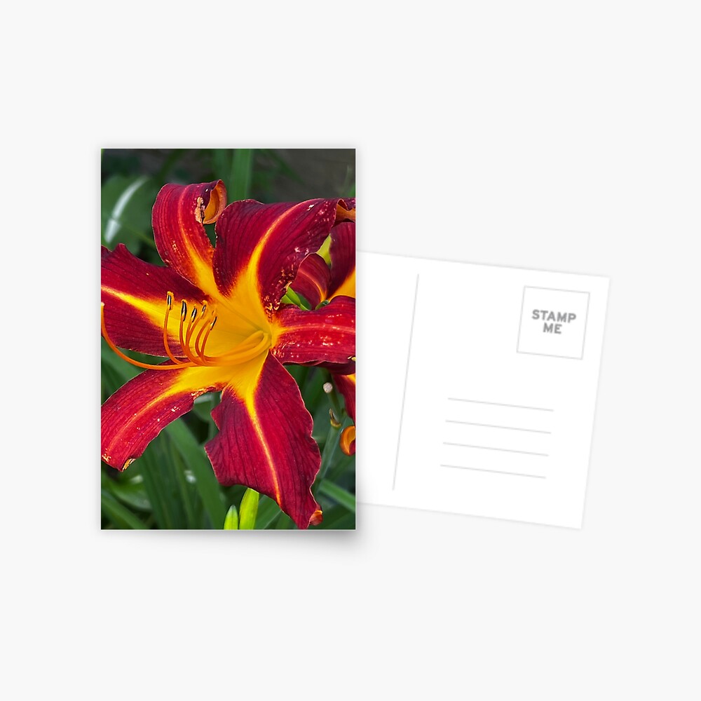 Item preview, Postcard designed and sold by WindowofArt.