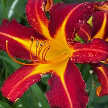Artwork thumbnail, Daylily by IMAGE IMPRINT STUDIO