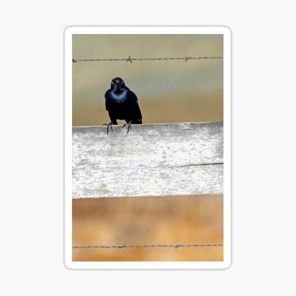 Item preview, Brewer's Blackbird looking directly at the viewer designed and sold by lisavonbiela.