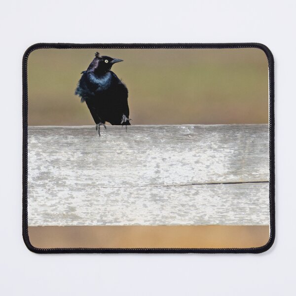 Item preview, Brrewer's Blackbird getting ruffled by the wind designed and sold by lisavonbiela.