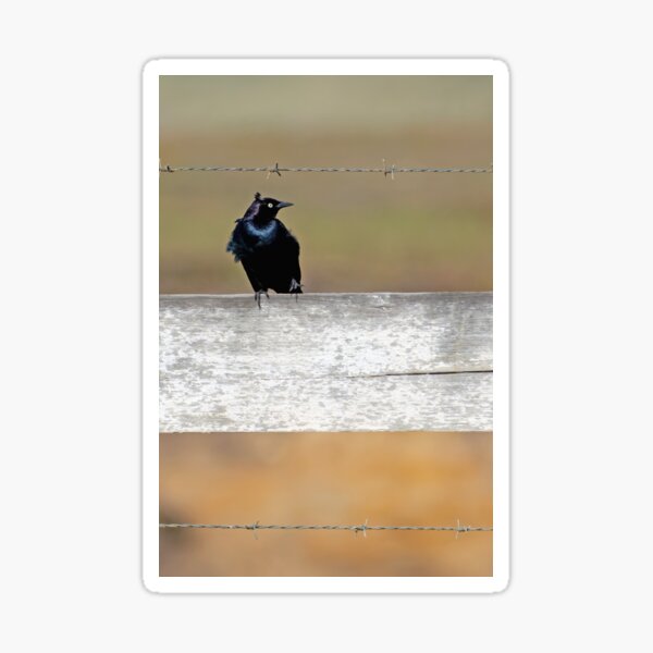 Item preview, Brrewer's Blackbird getting ruffled by the wind designed and sold by lisavonbiela.