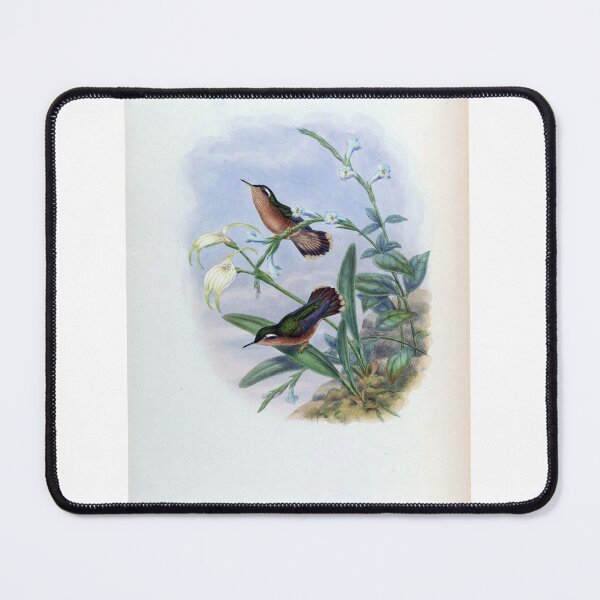 Item preview, Adelomyia Cervina designed and sold by Lucy Goosy Art.
