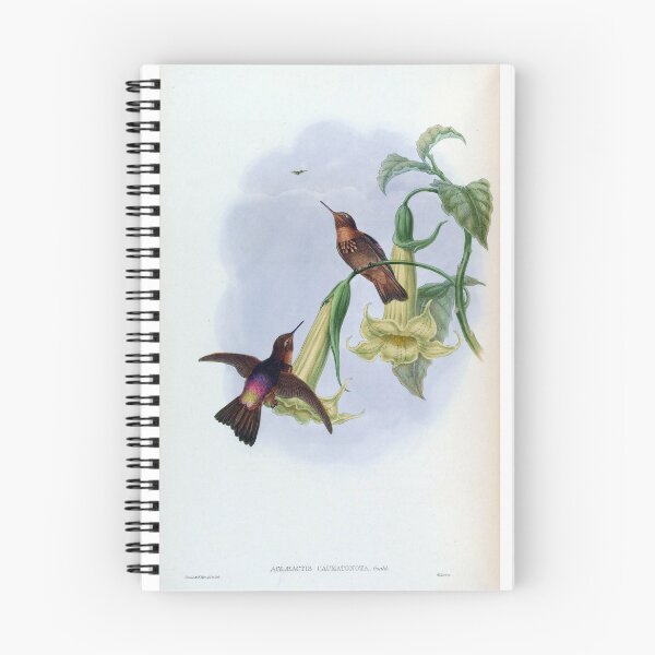 Item preview, Aglaeactis Caumatonota designed and sold by Lucy Goosy Art.