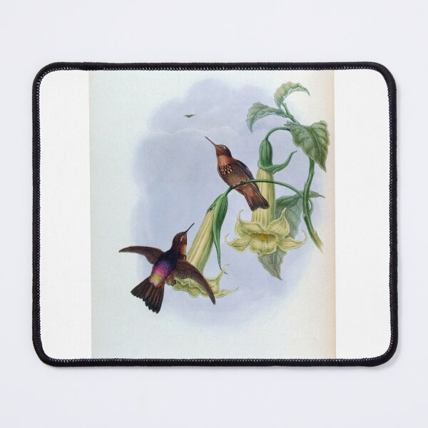 Item preview, Aglaeactis Caumatonota designed and sold by Lucy Goosy Art.