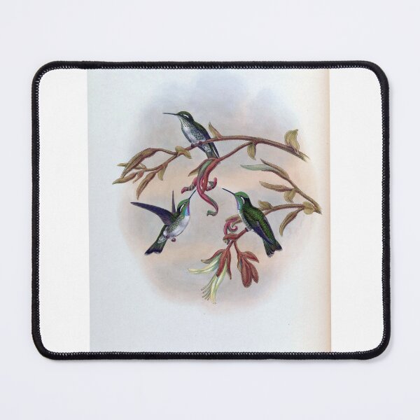 Item preview, Coeligena Hemileuca designed and sold by Lucy Goosy Art.
