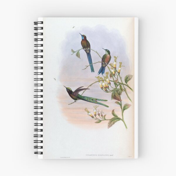 Item preview, Cynanthus Bolivianus designed and sold by Lucy Goosy Art.