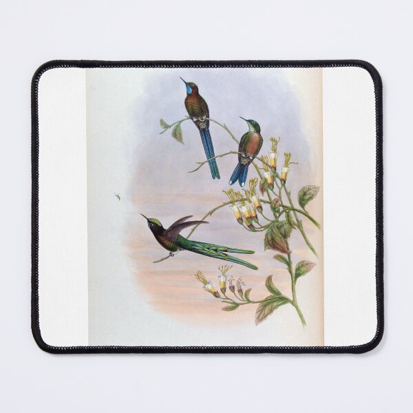 Item preview, Cynanthus Bolivianus designed and sold by Lucy Goosy Art.