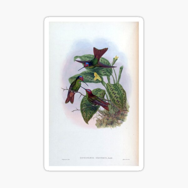 Item preview, Diphlogaena Hesperus designed and sold by Lucy Goosy Art.