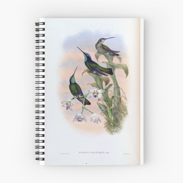 Item preview, Eugenes Spectabilis designed and sold by Lucy Goosy Art.