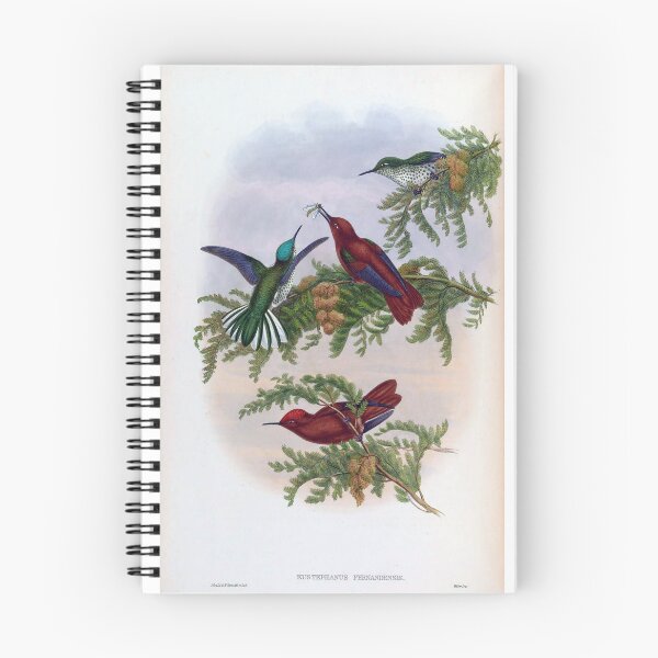 Item preview, Eustephanus Fernandensis designed and sold by Lucy Goosy Art.